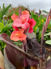 Load image into Gallery viewer, canna &#39;Harvest Rose&#39;