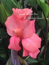 Load image into Gallery viewer, canna &#39;Harvest Rose&#39;