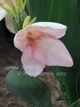 Load image into Gallery viewer, canna &#39;Princess&#39;