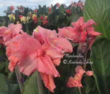 Load image into Gallery viewer, canna &#39;Marshmallow&#39;