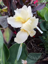 Load image into Gallery viewer, canna &#39;Limone&#39;