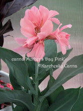 Load image into Gallery viewer, canna &#39;Mother&#39;s Day Pink&#39;
