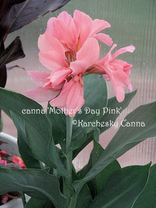canna 'Mother's Day Pink'