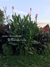 Load image into Gallery viewer, canna &#39;Hummerhaven&#39;