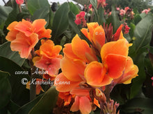 Load image into Gallery viewer, canna &#39;Amber&#39;