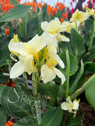 canna 'Limone'