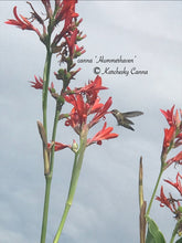 Load image into Gallery viewer, canna &#39;Hummerhaven&#39;