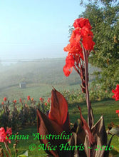 Load image into Gallery viewer, canna &#39;Australia&#39;