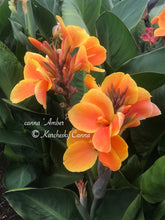 Load image into Gallery viewer, canna &#39;Amber&#39;