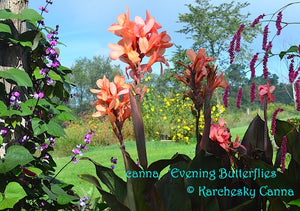 canna 'Evening Butterflies'