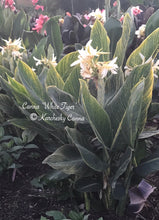 Load image into Gallery viewer, canna &#39;White Tiger&#39;