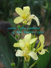 Load image into Gallery viewer, canna &#39;Lofty Lanterns&#39;