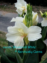 Load image into Gallery viewer, canna &#39;Shamrock White&#39;