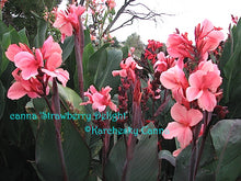 Load image into Gallery viewer, canna &#39;Strawberry Delight&#39;