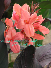 Load image into Gallery viewer, canna &#39;Tropical Cocktail&#39;