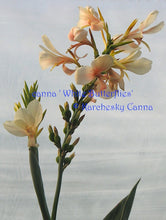Load image into Gallery viewer, canna &#39;White Butterflies’