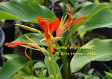 Load image into Gallery viewer, canna &#39;Wisley Dwarf’