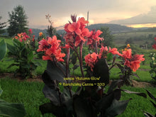 Load image into Gallery viewer, canna &#39;Autumn Glow&#39;