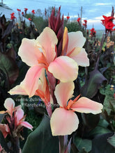 Load image into Gallery viewer, canna &#39;Belinda&#39;