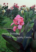 Load image into Gallery viewer, canna &#39;Birthday&#39;