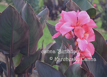 Load image into Gallery viewer, canna &#39;Birthday&#39;