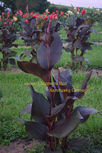 Load image into Gallery viewer, canna &#39;Cleopatra Red&#39;