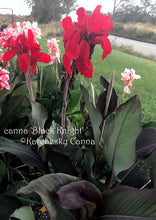 Load image into Gallery viewer, canna &#39;Black Knight&#39;