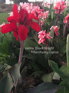 canna 'Black Knight'
