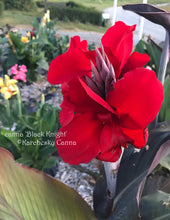 Load image into Gallery viewer, canna &#39;Black Knight&#39;