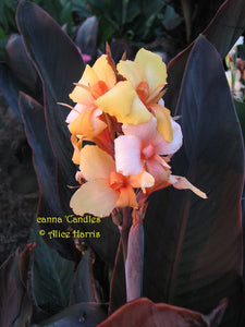 canna 'Candles'