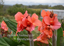 Load image into Gallery viewer, canna &#39;Chamaeleon&#39;