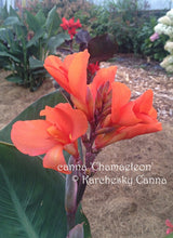 Load image into Gallery viewer, canna &#39;Chamaeleon&#39;
