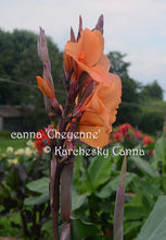 Load image into Gallery viewer, canna &#39;Cheyenne&#39;
