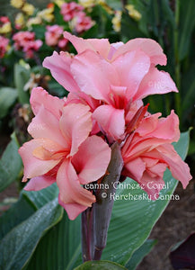 canna 'Chinese Coral'