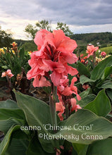 Load image into Gallery viewer, canna &#39;Chinese Coral&#39;