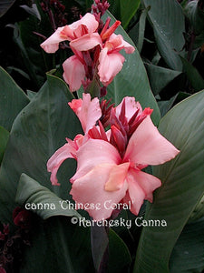 canna 'Chinese Coral'