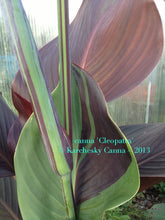 Load image into Gallery viewer, canna &#39;Cleopatra Variegated&#39;