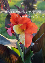Load image into Gallery viewer, canna &#39;Cleopatra Variegated&#39;