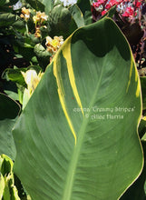 Load image into Gallery viewer, canna &#39;Creamy Stripes&#39;