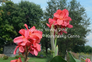 canna 'Divine Pink'