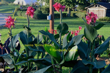 Load image into Gallery viewer, canna &#39;Divine Pink&#39;