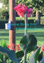 Load image into Gallery viewer, canna &#39;Divine Pink&#39;