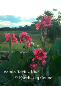 canna 'Divine Pink'
