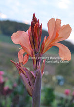 Load image into Gallery viewer, canna &#39;Evening Butterflies&#39;