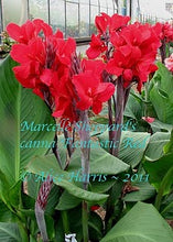 Load image into Gallery viewer, canna &#39;Fantastic Red&#39;