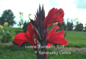 canna 'Fantastic Red'