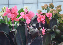 Load image into Gallery viewer, canna &#39;Futurity Pink&#39;
