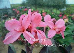 canna 'Futurity Pink'