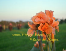 Load image into Gallery viewer, canna &#39;Harvest Moon&#39;