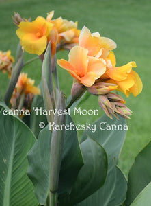 canna 'Harvest Moon'